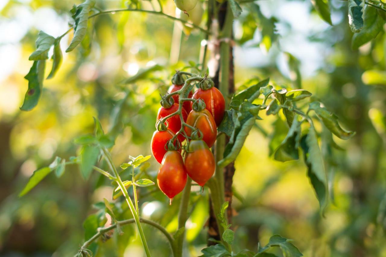 Honey Farm House Virpazar Bagian luar foto